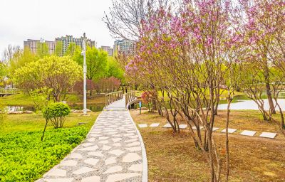 春季丁香公园丁香花开