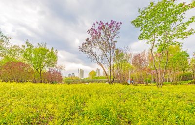 春季丁香公园丁香花开