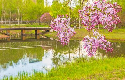 春季丁香公园丁香花开