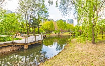 春季丁香公园丁香花开