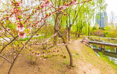 春季丁香公园丁香花开