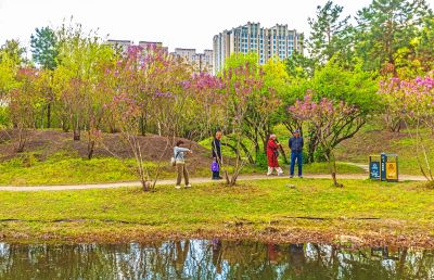 春季丁香公园丁香花开