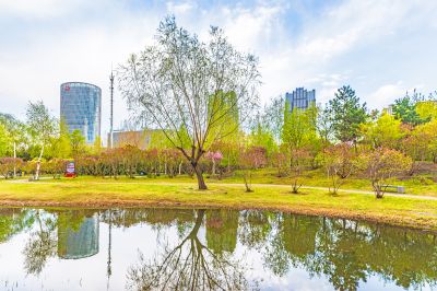 春季丁香公园丁香花开