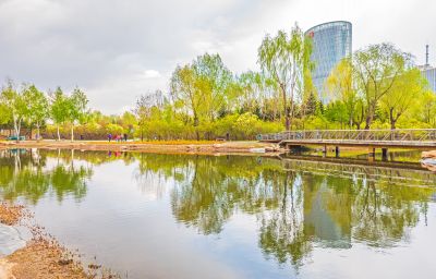 春季丁香公园丁香花开