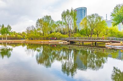 春季丁香公园丁香花开