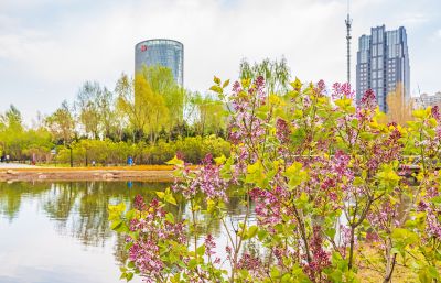 春季丁香公园丁香花开
