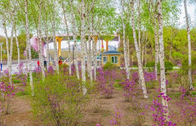 丁香公园丁香花开
