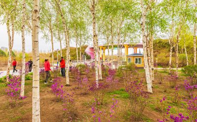 丁香公园丁香花开