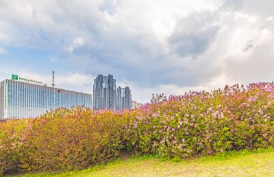 丁香公园丁香花开