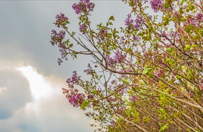 丁香公园春色