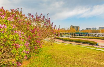 丁香公园春色