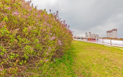 丁香公园春色