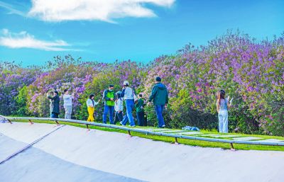 丁香公园春色