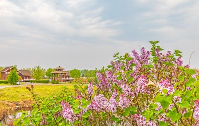 春季长岭湖  春花开放