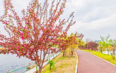 春季长岭湖  春花开放
