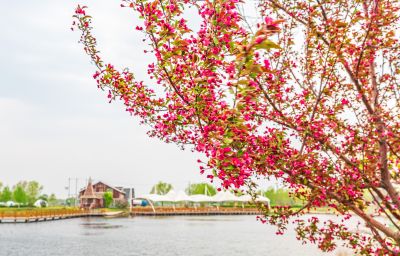 春季长岭湖  春花开放