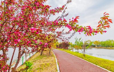 春季长岭湖  春花开放