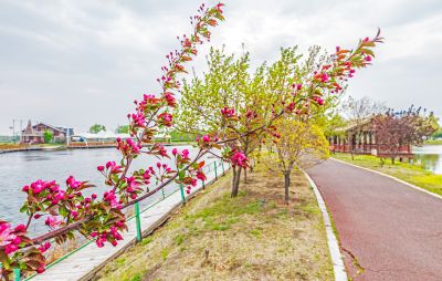 春季长岭湖  春花开放