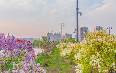 春季哈尔滨火车站南北广场丁香花开