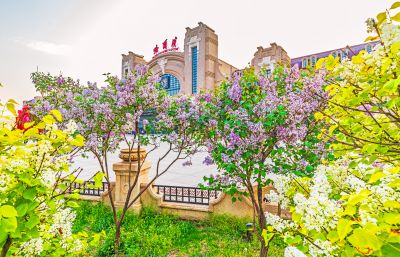 春季哈尔滨火车站南北广场丁香花开