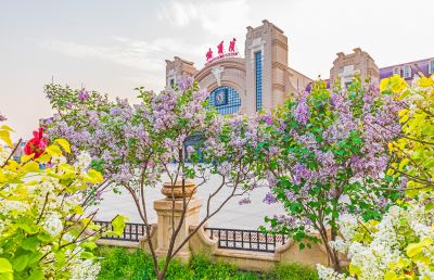 春季哈尔滨火车站南北广场丁香花开