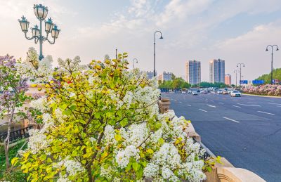 哈站南北广场丁香花开