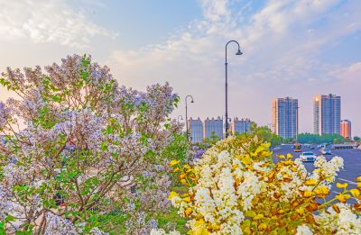 哈站南北广场丁香花开