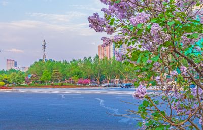 哈站南北广场丁香花开