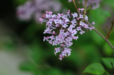 丁香花