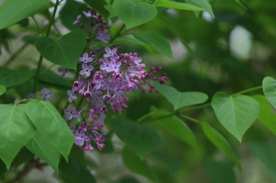 丁香花