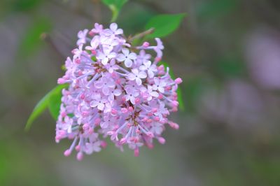 丁香花