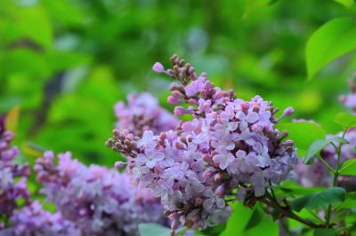 丁香花