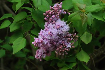 丁香花