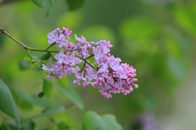 丁香花