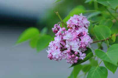 丁香花