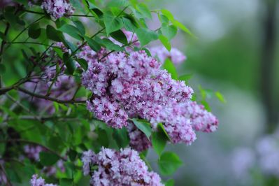 丁香花
