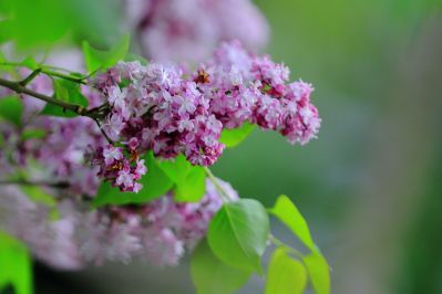 丁香花