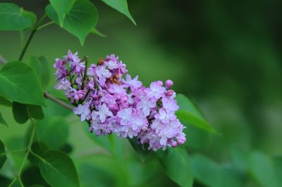 丁香花