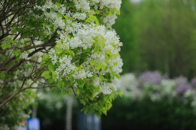 丁香花