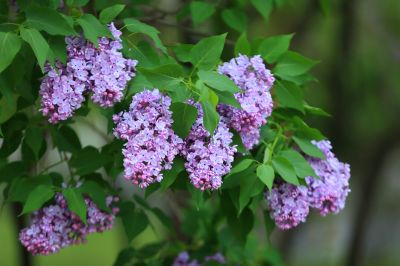 丁香花