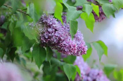 丁香花