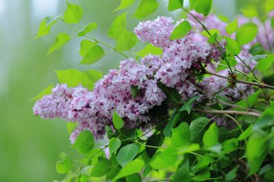丁香花