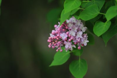 丁香花