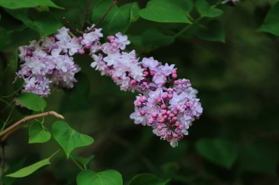 丁香花