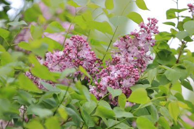丁香花