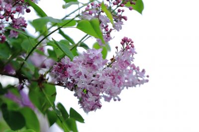 丁香花