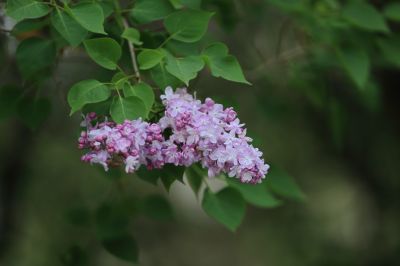 丁香花