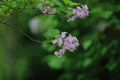 丁香花