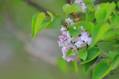 丁香花