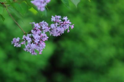 丁香花